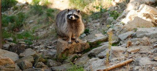 camping la chanterelle raton laveur