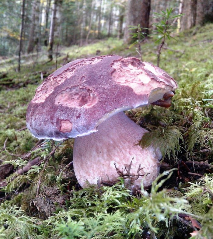 camping la chanterelle cepes