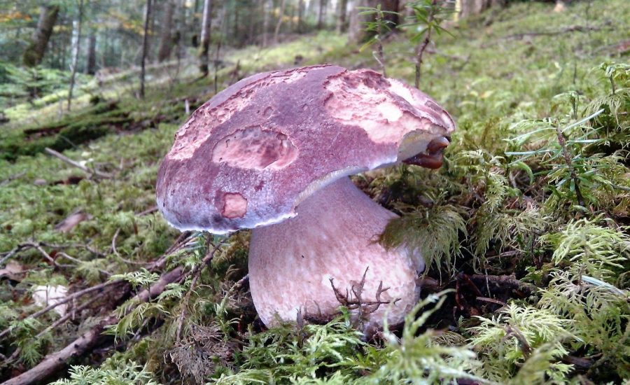 camping la chanterelle cepes