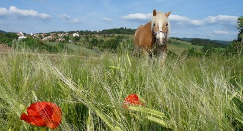 camping la chanterelle equitationvalmy